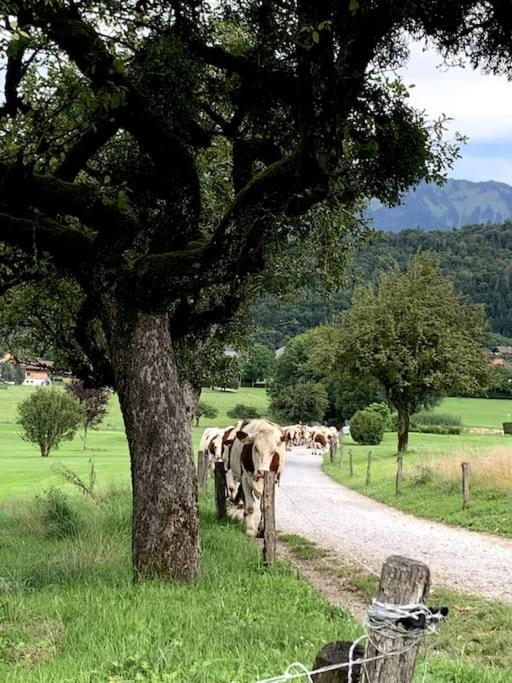 Petit Cocon Entre Lac, Golf Et Montagne, Proche D'Annecy Giez Εξωτερικό φωτογραφία